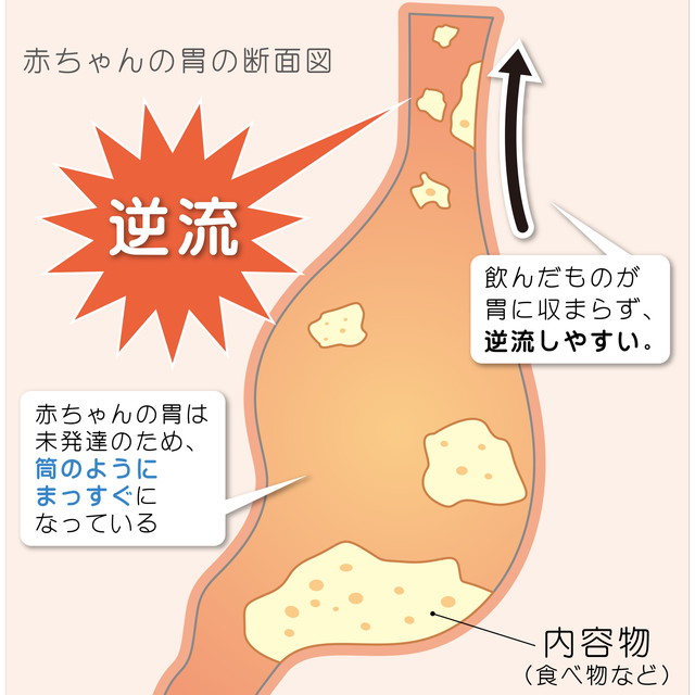 赤ちゃんの胃の断面図
