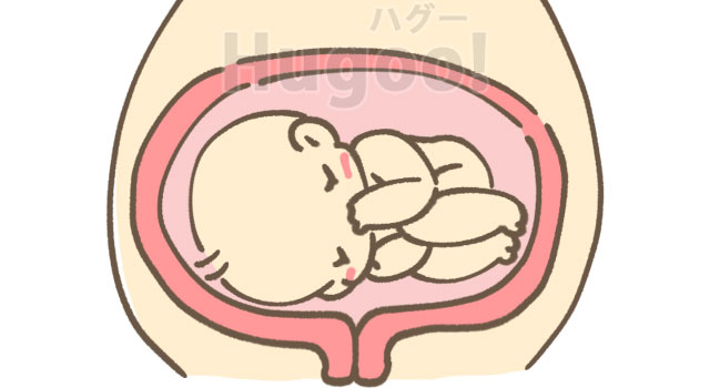 妊婦健診で横位と言われた 逆子とは違うの 出産はどうなるの 専業主婦ユミのなんでも情報ブログ